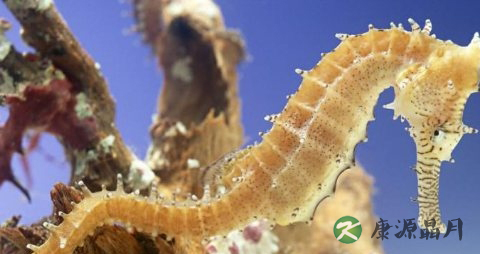 名贵中药材有哪些