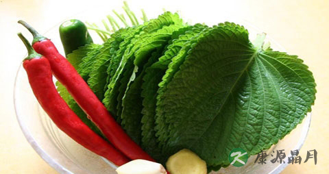 怀孕能吃紫苏叶吗