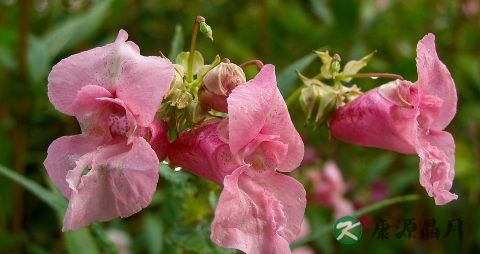 醋泡大蒜治疗灰指甲 醋泡大蒜治疗灰指甲