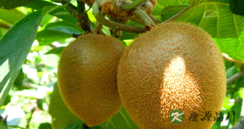 早晨吃猕猴桃治便秘