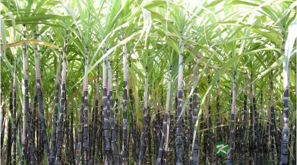 冬天吃橘子谨防上火 冬天吃橘子谨防上火