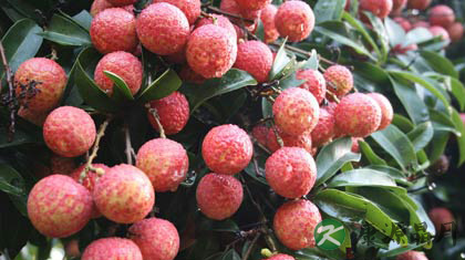 为什么吃荔枝会上火