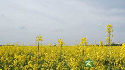 油菜花粉的功效