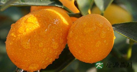 金桔吃多了会上火吗 金桔吃多了会上火吗