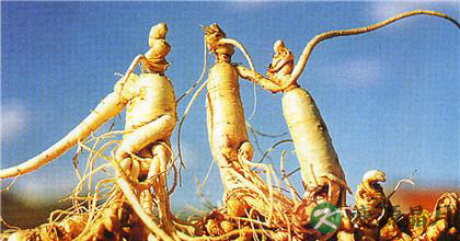 西洋参的功效与作用有哪些