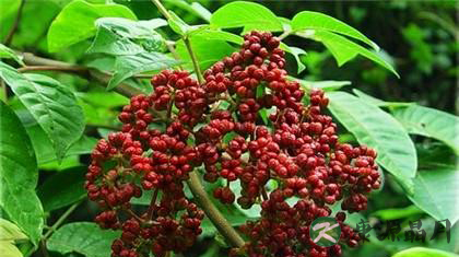 总是口腔溃疡怎么办 口腔溃疡吃什么好