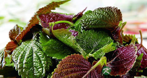 紫苏可以减肥吗