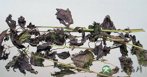 喝紫苏梗水保胎吗