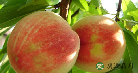 吃桃子食物中毒怎么办