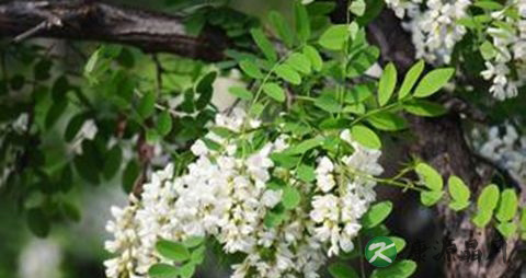 牙龈发炎怎么办