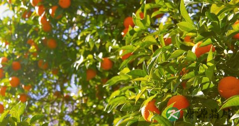 桔子吃多了会上火吗