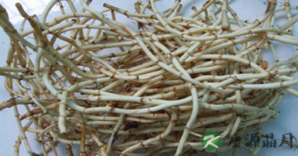 夏季清热养肺最好野菜——鱼腥草