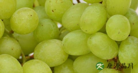 葡萄和提子吃多了会上火吗