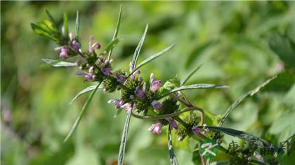 益母草的功效与食用方法多