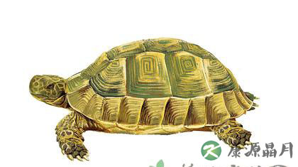 乌龟吃什么 应该要怎么养