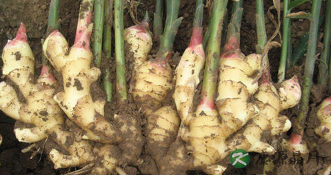 上火牙龈肿痛吃什么