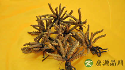 虫草和冬虫夏草的区别
