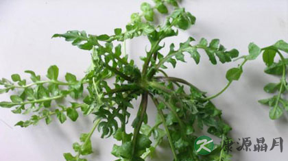 荠菜的食疗作用与功效