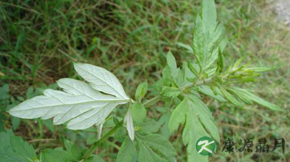 冬季养生_艾叶泡脚有什么好处 冬季养生_艾叶泡脚有什么好处