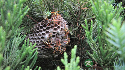 马蜂窝的药用价值