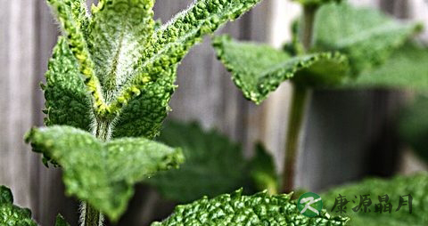 例假期间能否喝中药 例假期间能否喝中药