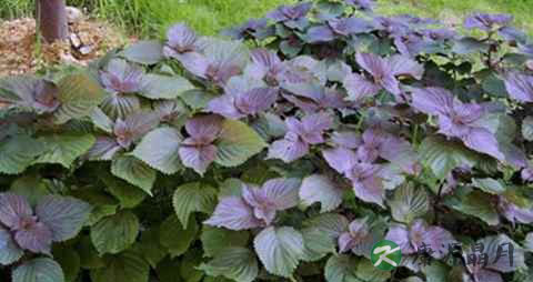 什么病人不能吃紫苏叶