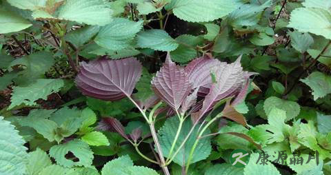 紫苏叶怎么煮水