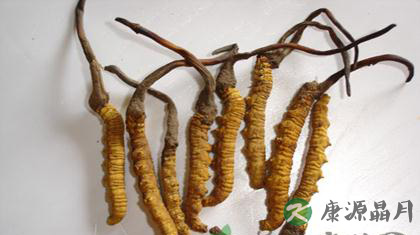 冬虫夏草的功效及食用方法