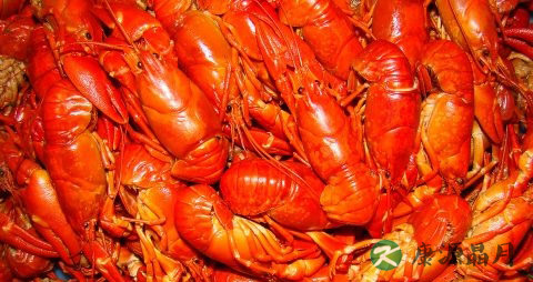 孕妇能吃龙虾吗 孕妇能吃龙虾吗