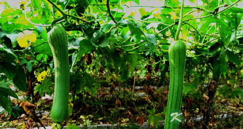 中药丝瓜络的功效