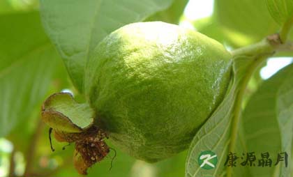 盘点番石榴的功效与作用有哪些