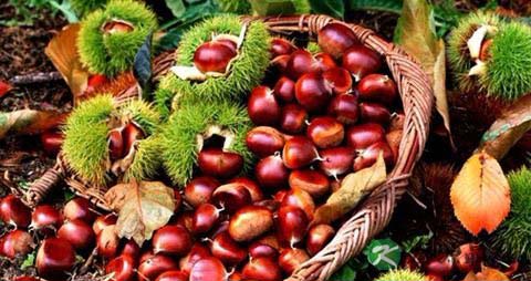 栗子吃多了会胖吗 栗子吃多了会胖吗