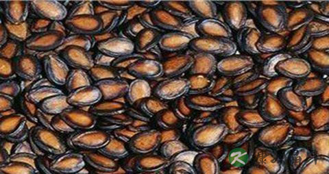 吃西瓜子上火吗