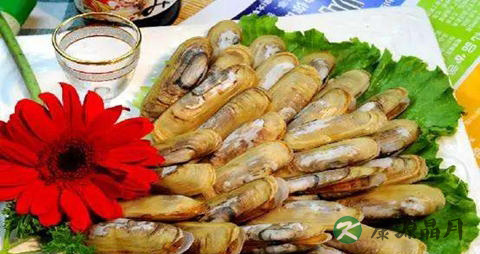 指甲贝怎么清洗