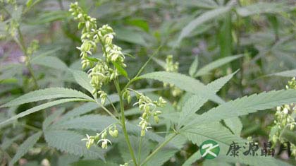 火麻仁的副作用