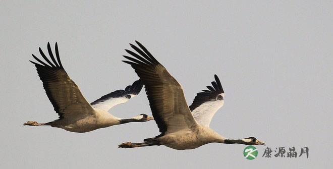“候鸟族”警惕心血管疾病