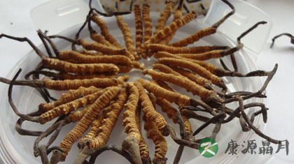 青海玉树冬虫夏草