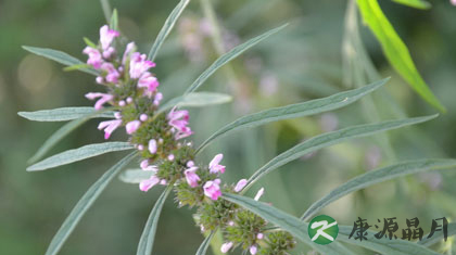 益母草的副作用