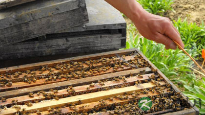 蜂王浆的副作用