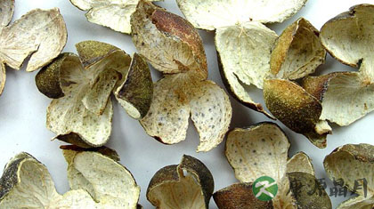 理气的中药有哪些