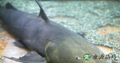 白癜风应该怎样治疗