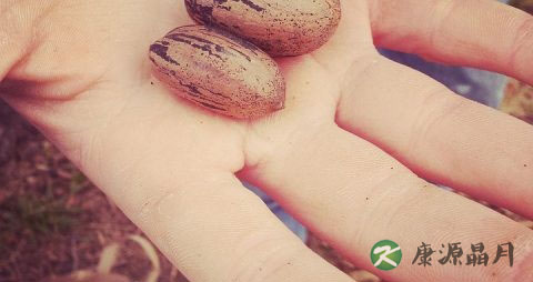 碧根果吃多了会上火吗 碧根果吃多了会上火吗