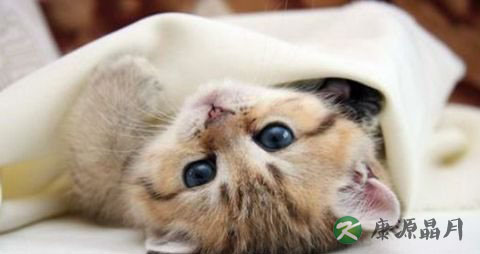 右眼皮跳是怎么回事