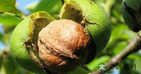 新鲜核桃吃多了会上火吗