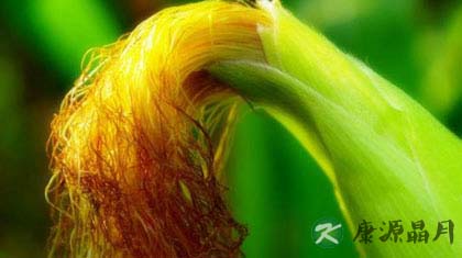 玉米须功效大 玉米须的13个药用偏方