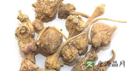 珠子参的功效与作用_珠子参的药用价值