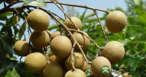 胃热怎么办 中医治疗胃热的8个偏方 胃热怎么办 中医治疗胃热的8个偏方