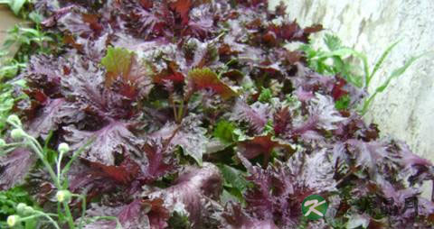 紫苏叶泡脚怎么熬