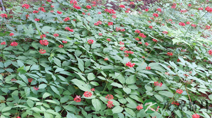 珠子参的功效与作用_珠子参的药用价值