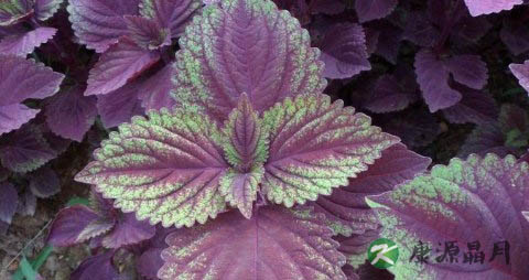 喝紫苏梗水保胎吗